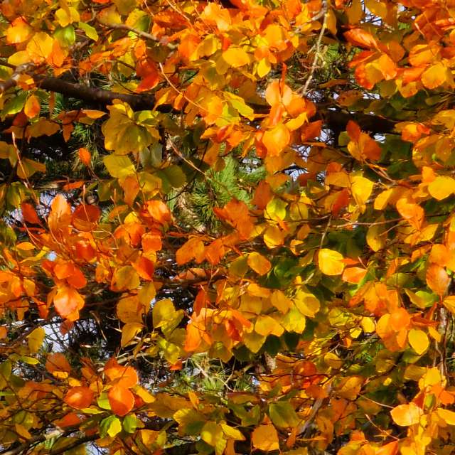 Fotos Muitos. Previsões do tempo com lindas fotos de Seni em Velbert