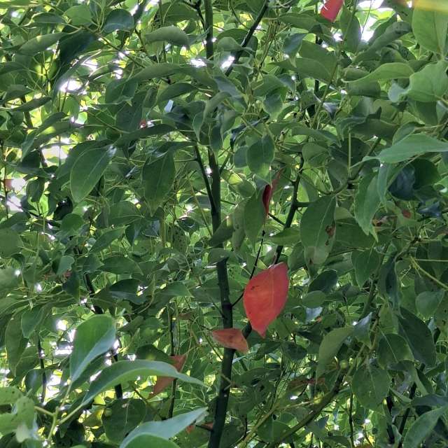 Lot. Weather forecasts with beautiful photos by Wen-ya Huang Photos in Kaohsiung City
