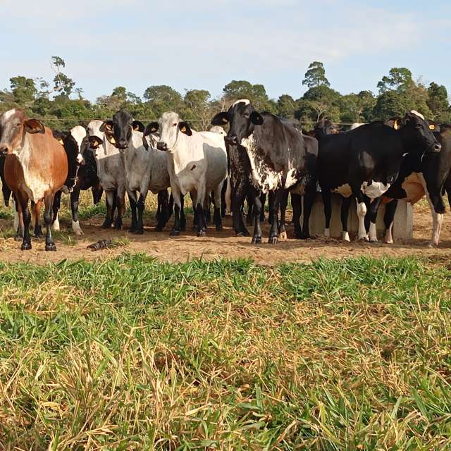 天气预报，带Safardy02精美的照片