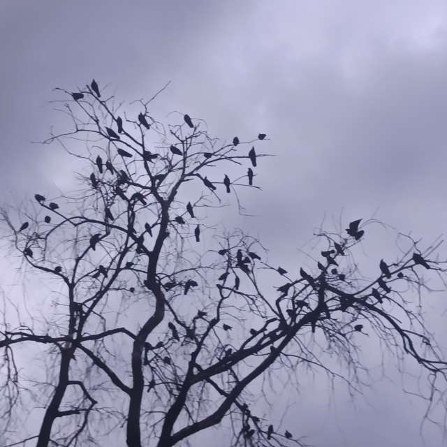 Fotos del Gente. Pronósticos del tiempo con hermosas fotos de YanBog en București