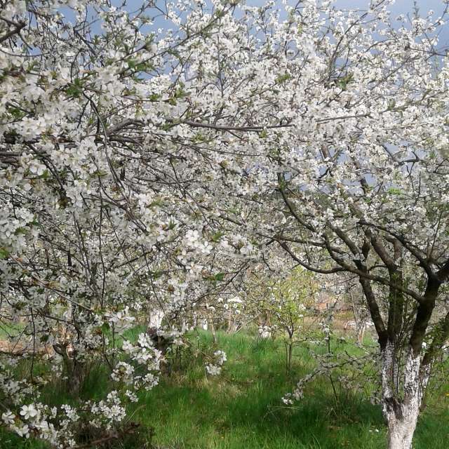 Plant. Weather forecasts with beautiful photos by urashm Photos in Khmelnytskyi