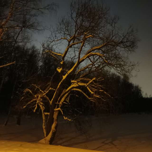 Giraffe. Weather forecasts with beautiful photos by Amanda_and_Valdemar_Che Photos in Izmaylovo District