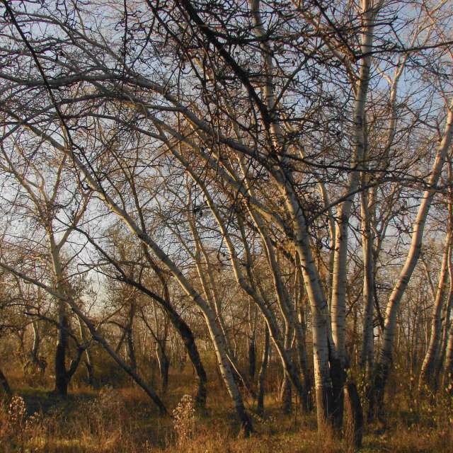 Field. Weather forecasts with beautiful photos by Julia_Eismont Photos in Zaporozhye