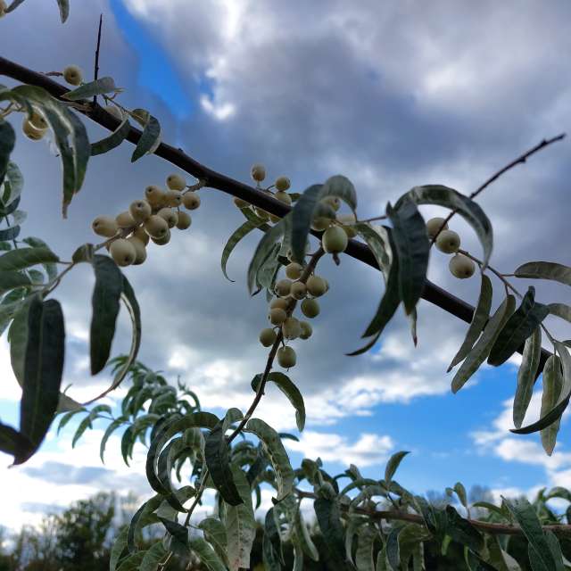 Cloudy. Weather forecasts with beautiful photos by Iryna Photos in Kharkiv