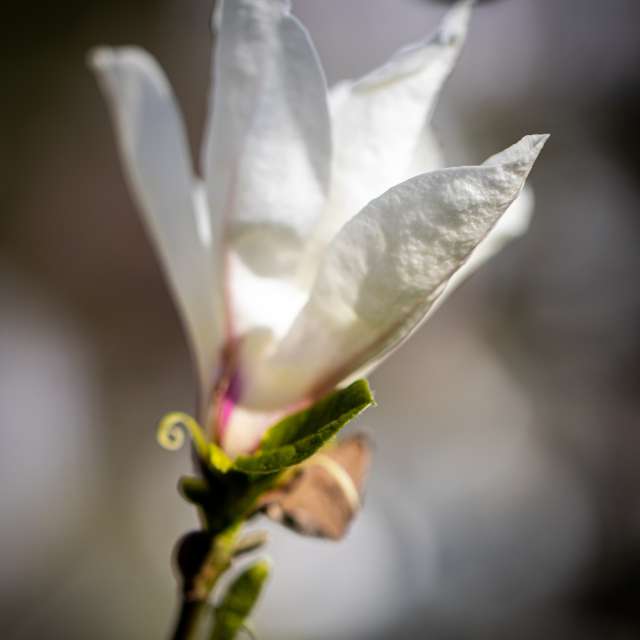 Hana. Weather forecasts with beautiful photos by VdClaudiu Photos in Timișoara