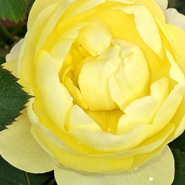 Wettervorhersagen mit schönen Fotos von Wen-ya Huang