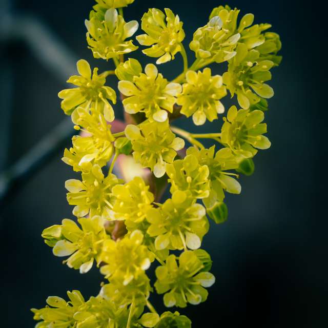 Фото 花. Прогнозы погоды с чудесными фотографиями, сделанными Денис Маслов в Рига