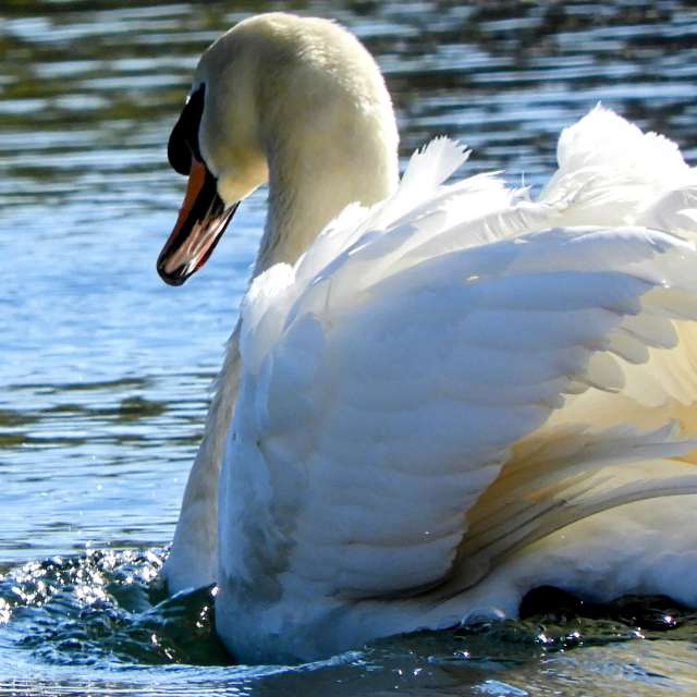 Floating. Weather forecasts with beautiful photos by kns666 Photos in Yarwell Mill Country Park