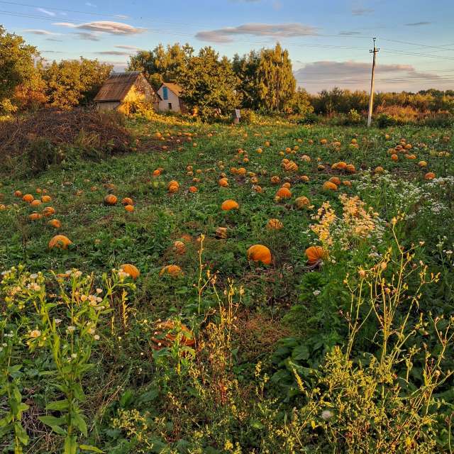 Weather forecasts with beautiful photos by urashm