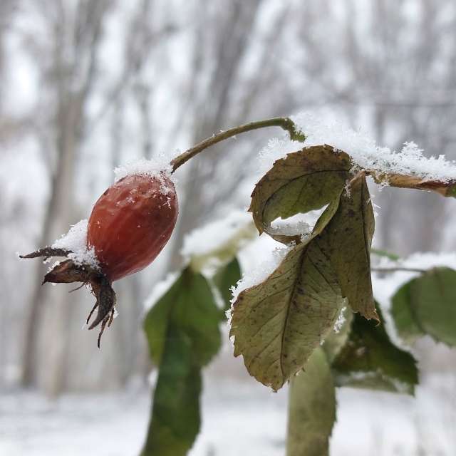 Fluffy. Weather forecasts with beautiful photos by Iryna Photos in Kharkiv
