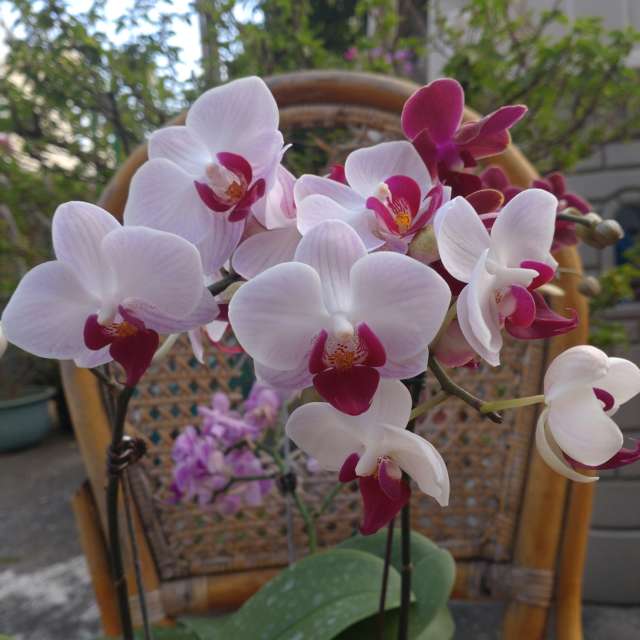 Fotos Comida. Previsões do tempo com lindas fotos de Wen-ya Huang em Kaohsiung City