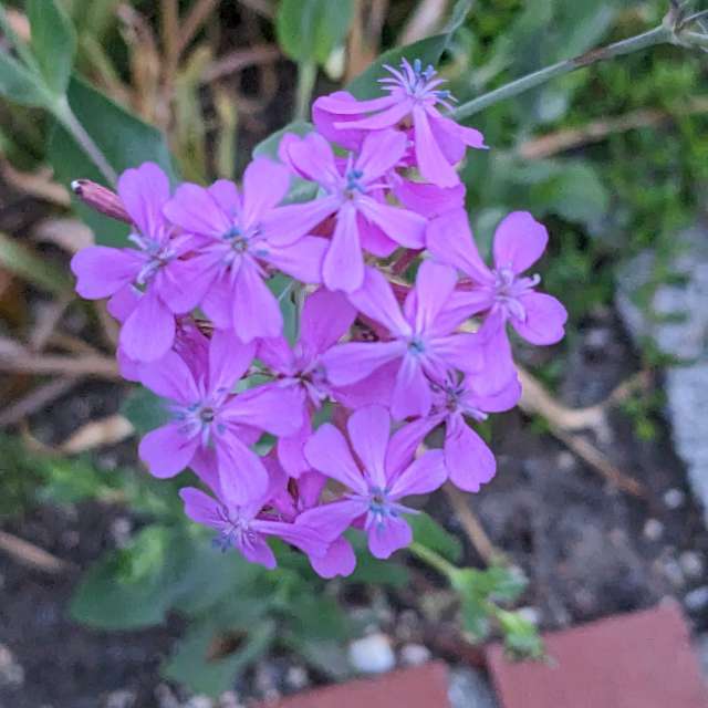 Fotos Marrom. Previsões do tempo com lindas fotos de あさのジジ em Okayama