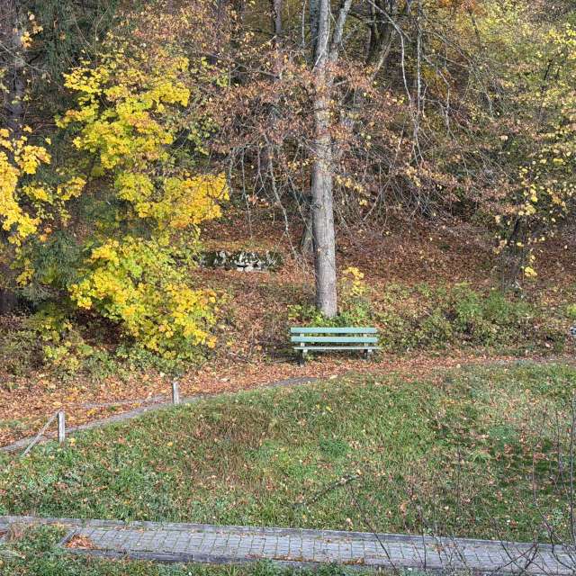 Photos Arbre. Prévisions météo avec de superbes photos de SwissEloi de Delémont