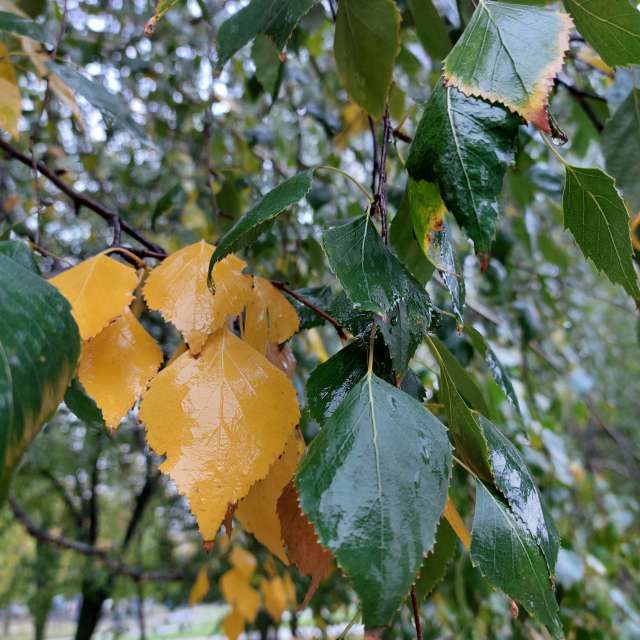Wet. Weather forecasts with beautiful photos by Iryna Photos in Kharkiv