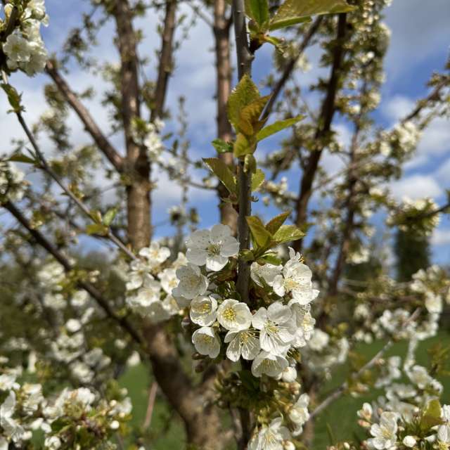 Skiing. Weather forecasts with beautiful photos by Svet-Lana Photos in Rīga