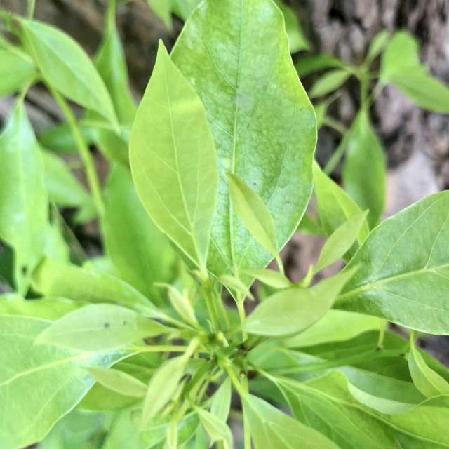 Fotos Floresta. Previsões do tempo com lindas fotos de Wen-ya Huang em Kaohsiung City