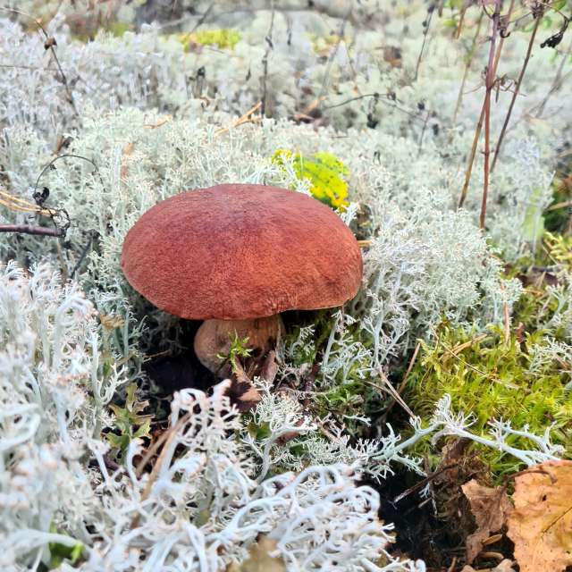 天气预报，带HelenR精美的照片