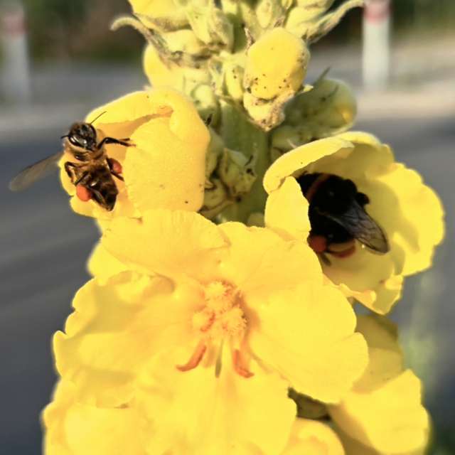 Pronósticos del tiempo con hermosas fotos de RoDi-zign