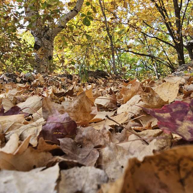 天气预报，带ImPe精美的照片