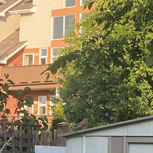 Ziegel. Wettervorhersagen mit schönen Fotos von Lulu5523 Fotos Outaouais