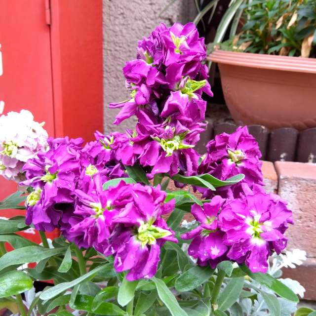 Fotos Jardim. Previsões do tempo com lindas fotos de あさのジジ em Okayama