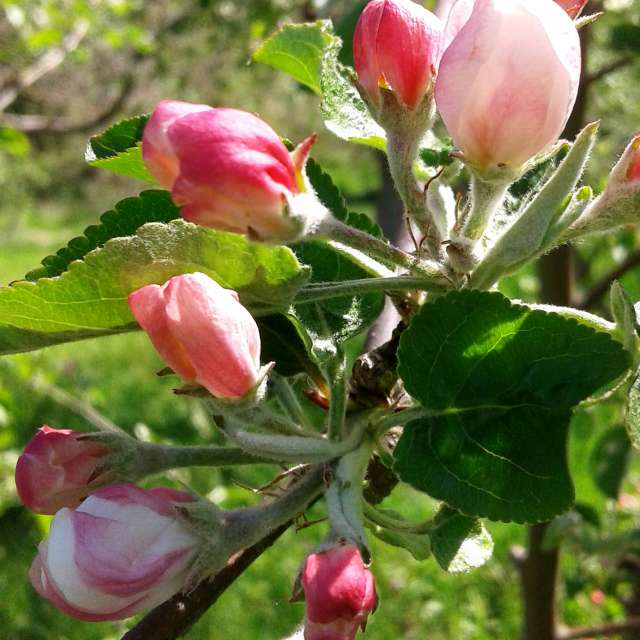 Apple tree. Weather forecasts with beautiful photos by urashm Photos in Khmelnytskyi
