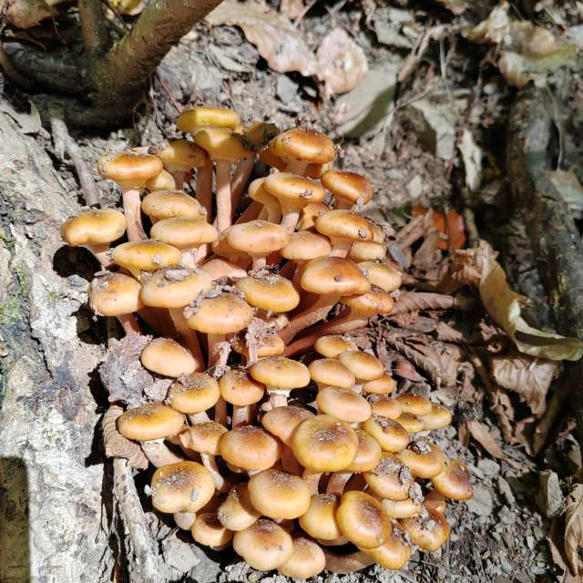 Fotos del Alimento. Pronósticos del tiempo con hermosas fotos de Albert_Smelovtsev en Roza Khutor
