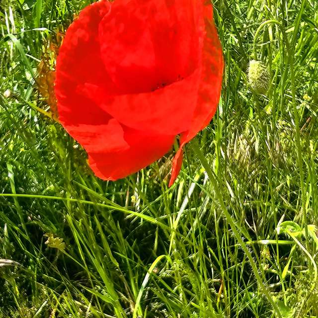 Tall. Weather forecasts with beautiful photos by Seni Photos in Velbert
