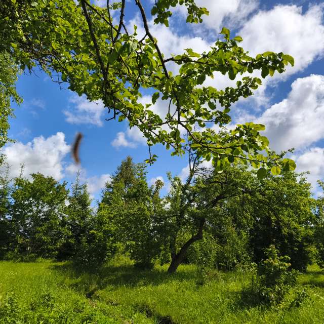 Summer. Weather forecasts with beautiful photos by Valiukas Photos in Lithuania