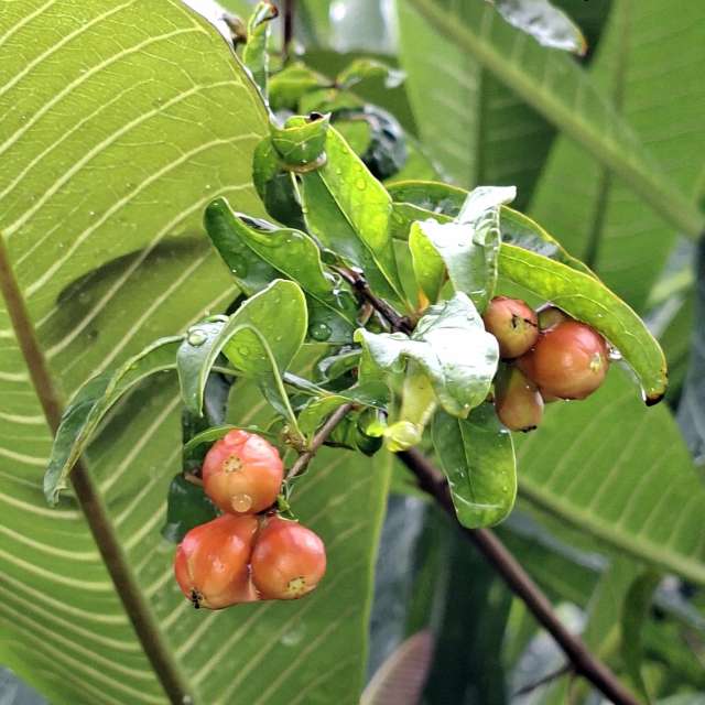 Oranges. Weather forecasts with beautiful photos by Wen-ya Huang Photos in Kaohsiung City