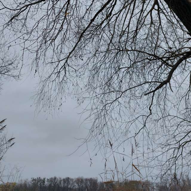 Willow. Weather forecasts with beautiful photos by Iryna Photos in Kharkiv