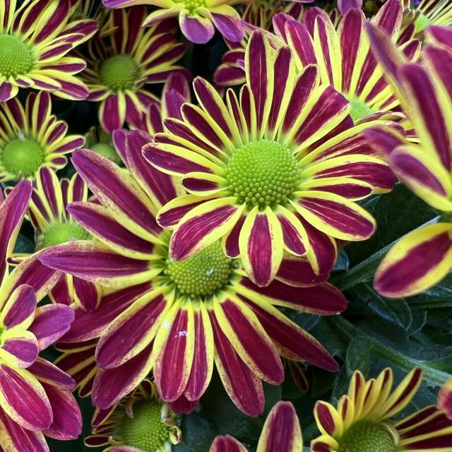 Photos météo à Monde. Prévisions météo avec de superbes photos de SwissEloi