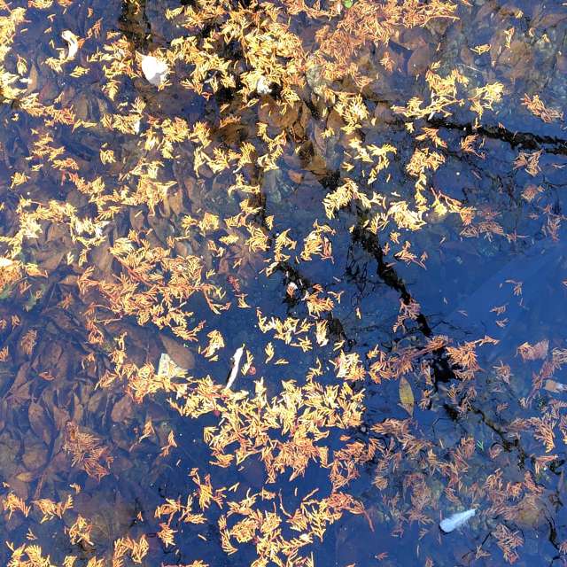 Weather forecasts with beautiful photos by umemui