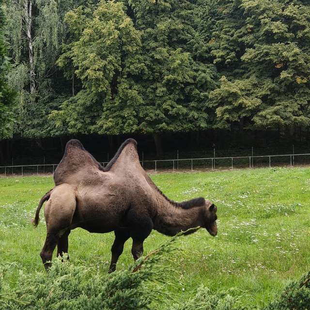 Brown. Weather forecasts with beautiful photos by _Sana_ Photos in Gdansk