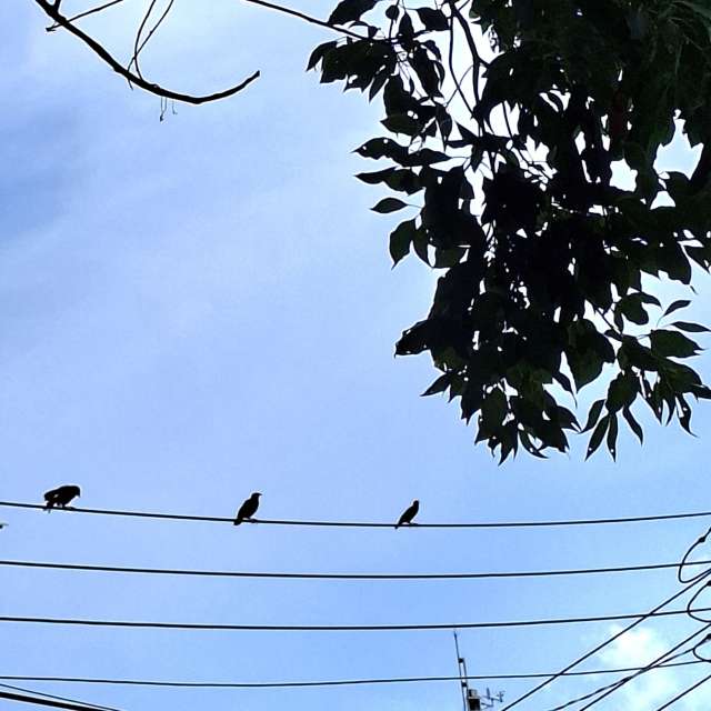 Flock. Weather forecasts with beautiful photos by Wen-ya Huang Photos in Kaohsiung City