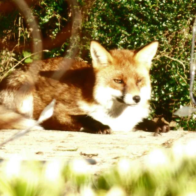 Photos Debout. Prévisions météo avec de superbes photos de Lolli de Maidstone