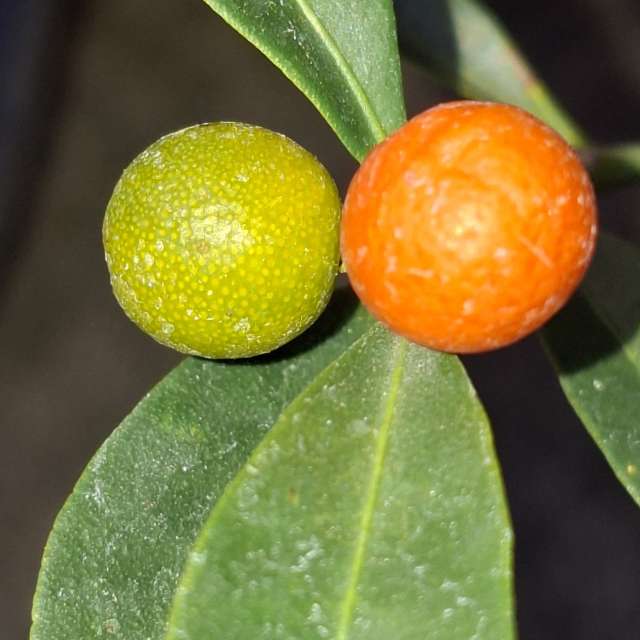 Oranges. Weather forecasts with beautiful photos by Wen-ya Huang Photos in Kaohsiung City
