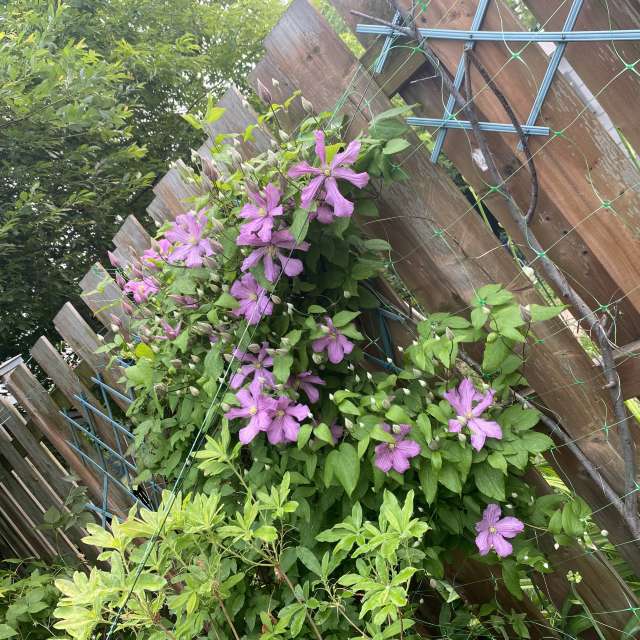 Ziegel. Wettervorhersagen mit schönen Fotos von Lulu5523 Fotos Outaouais