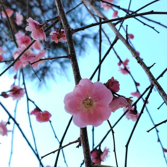 umemuiの美しい写真による天気予報