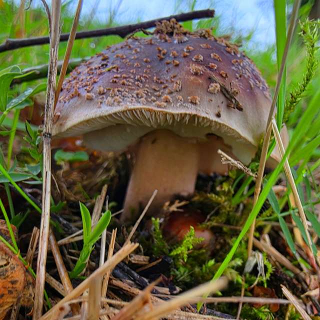 Fotos Fungos. Previsões do tempo com lindas fotos de Seni em Velbert