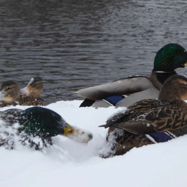 AlmaGenute53の美しい写真による天気予報