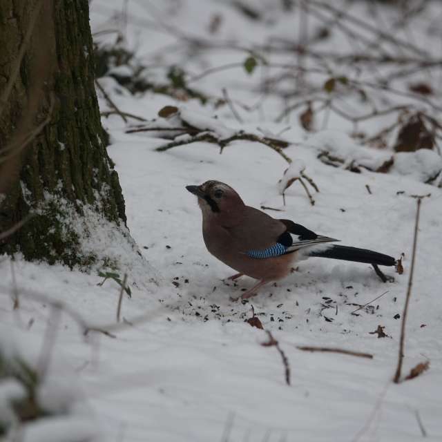 Fotos Neve. Previsões do tempo com lindas fotos de Vasek325 em Praha 4