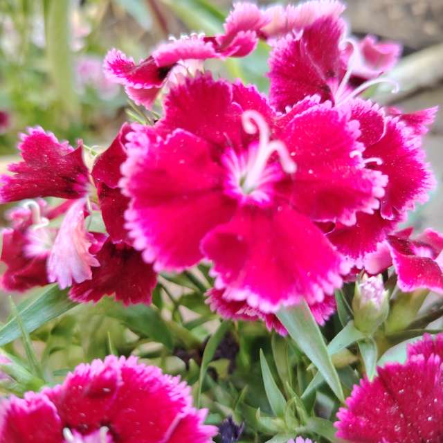 Previsões do tempo com lindas fotos de Ehab-Alatraqchi