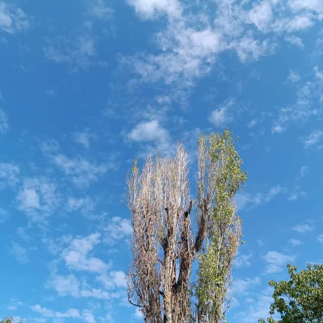 Fotos del Oveja. Pronósticos del tiempo con hermosas fotos de YanBog en București