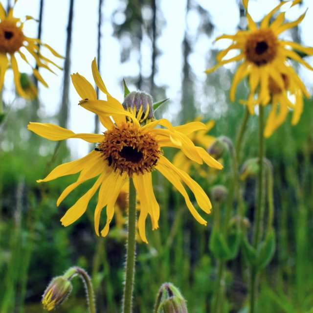 Sunflower. Weather forecasts with beautiful photos by hejpetrpepa Photos in Plzeň Region