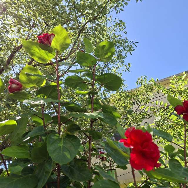 Fotos Colorido. Previsões do tempo com lindas fotos de Wen-ya Huang em Kaohsiung City