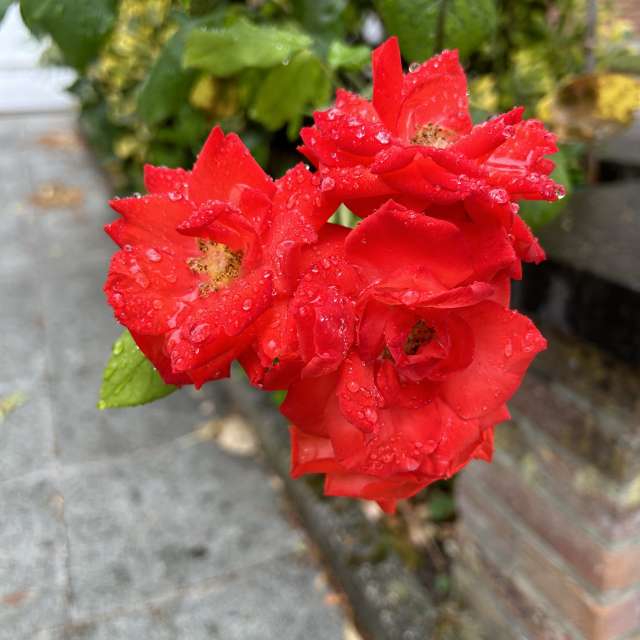 Weather forecasts with beautiful photos by grasielacf