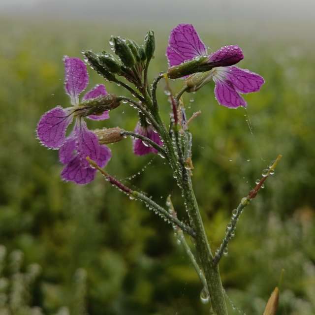 accoteの美しい写真による天気予報