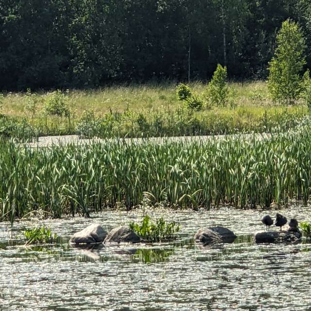 Previsões do tempo com lindas fotos de Mangustium