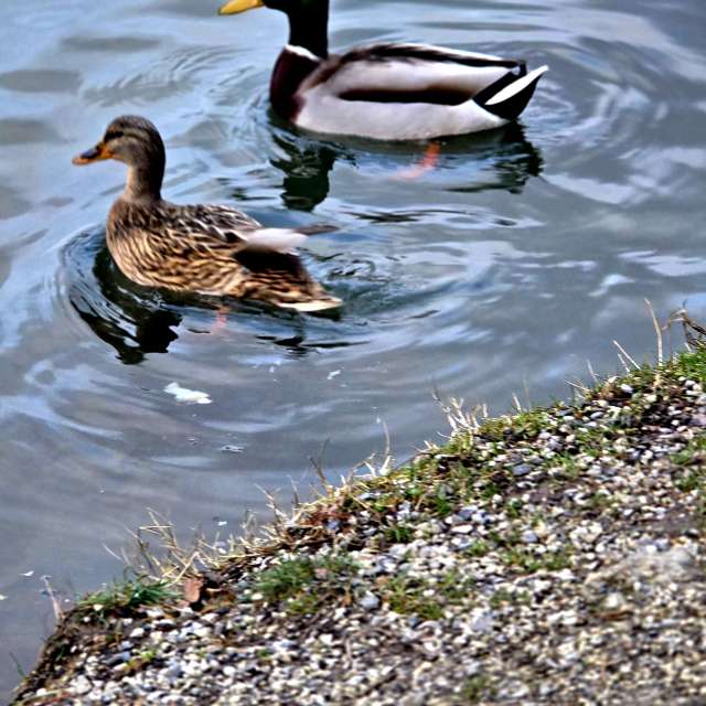 Helaの美しい写真による天気予報